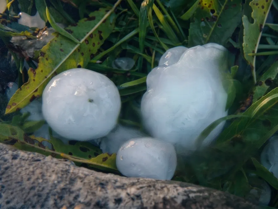 Hailstones lying in grass